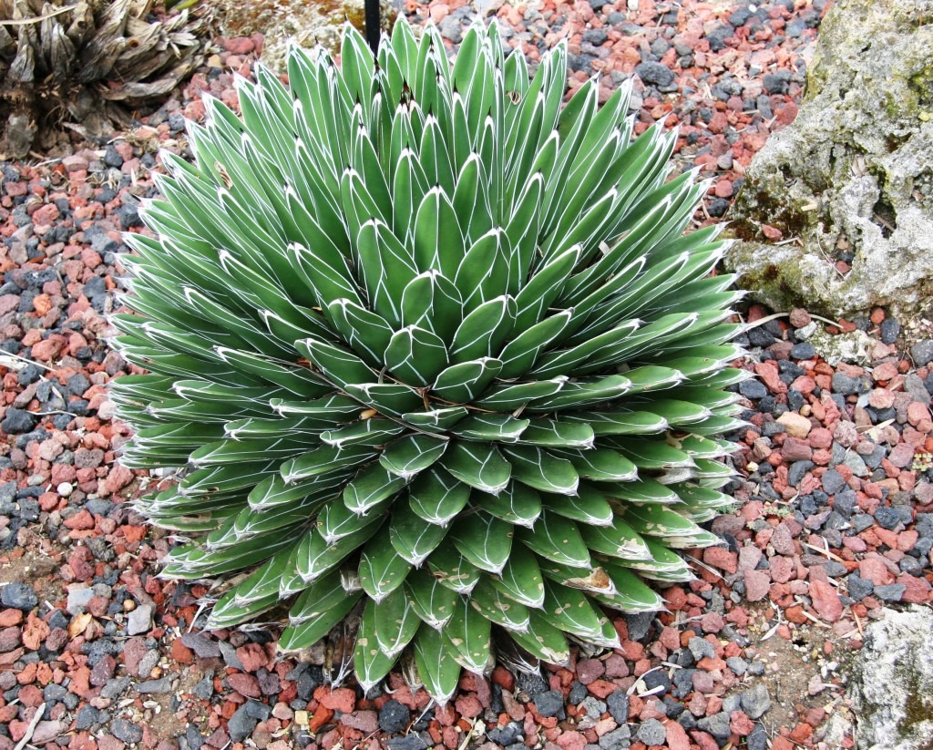 agave vic